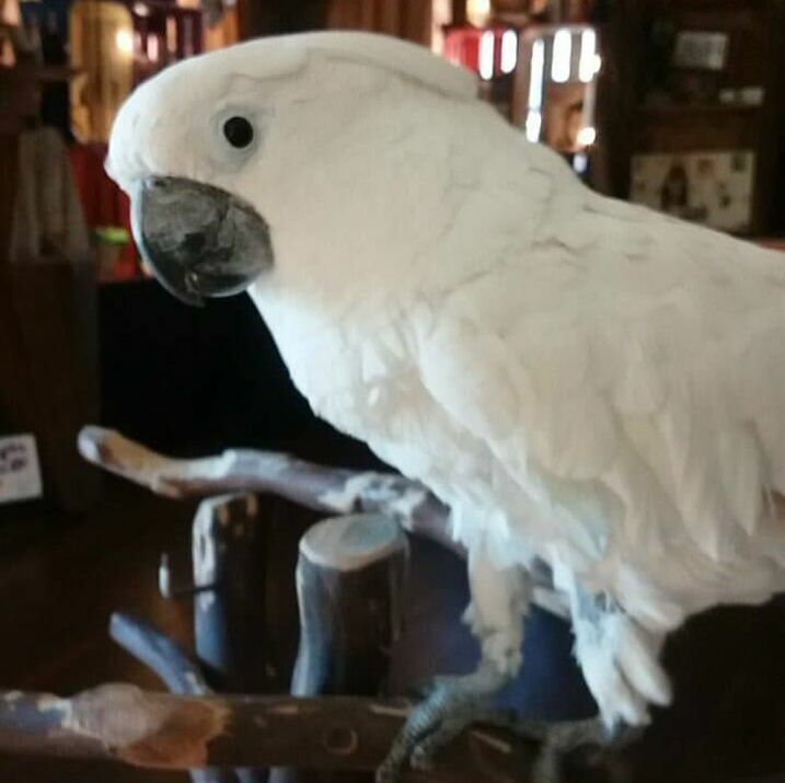 Adopt a Cockatoo