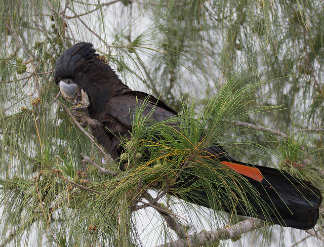 south-eastern red-tailed black cockatoo