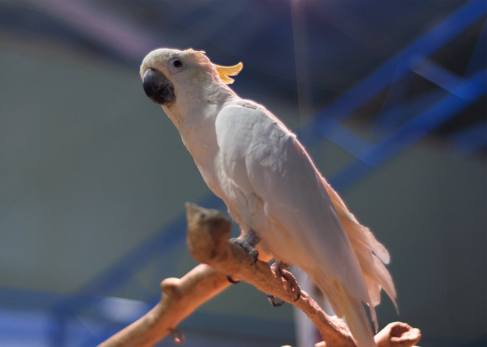 Cockatoos as Pets